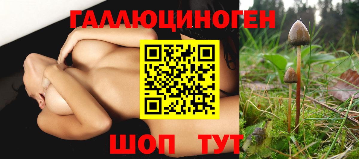 купить наркотик  Псилоцибиновые грибы GOLDEN TEACHER  Вход с VPN  Кингисепп 